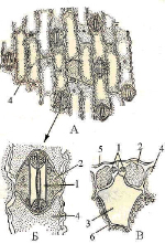 krohaleva.tif