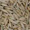 bio18.tif