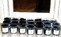 bio25.tif