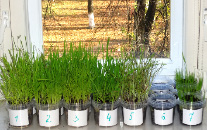 bio26.tif