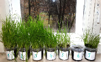 bio28.tif