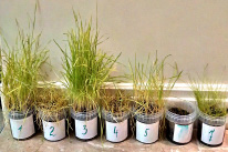 bio31.tif