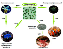 bio3.tif
