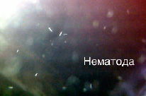 potanin6.tiff