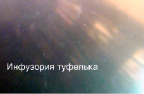 potanin7.tiff