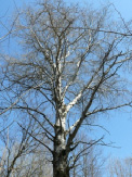 morgach-13.tif