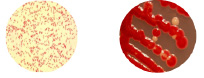 shadr-11.tif