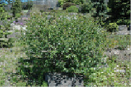 shadr-6.tif