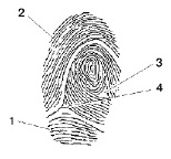 zdan-1.tif