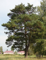 lebed-5.tif