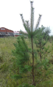lebed-6.tif