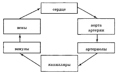 Рассмотрите рисунок показывающий распределение организмов в биосфере