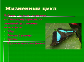diachkov-6.tif