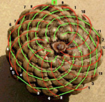 kruglov-4.tif