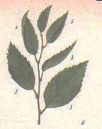 kruglov-6.tif