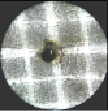 shev-598.tif