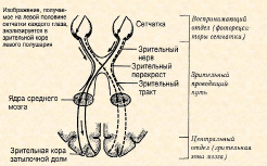 saz-10.tif