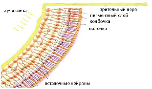 saz-13.tif