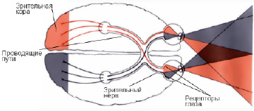 saz-238.tif