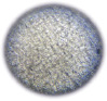 rudnick6.tif