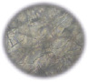rudnick7.tif