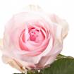 https://flower-club.ru/media/zoo/images/roza-nena-2_a4cd6482c4702ae012e4a637028263d9.jpg