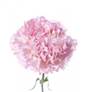 https://flowers-lubercy.ru/assets/cache_image/products/725/card/mit_0x0_f18.jpg