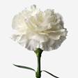 https://dostavka-tsvetov.by/wp-content/uploads/2019/12/carnation-white-472x472.jpg